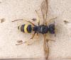 Cerceris rybyensis fertoni